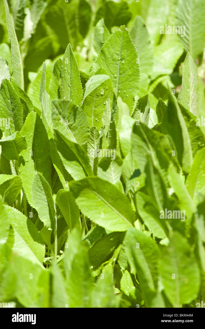Costmary, Alecost, Balsam herb, Bible leaf, Mint geranium., tanacetum balsamita var tanacetoides, Asteraceae, wrotycz Stock Photo