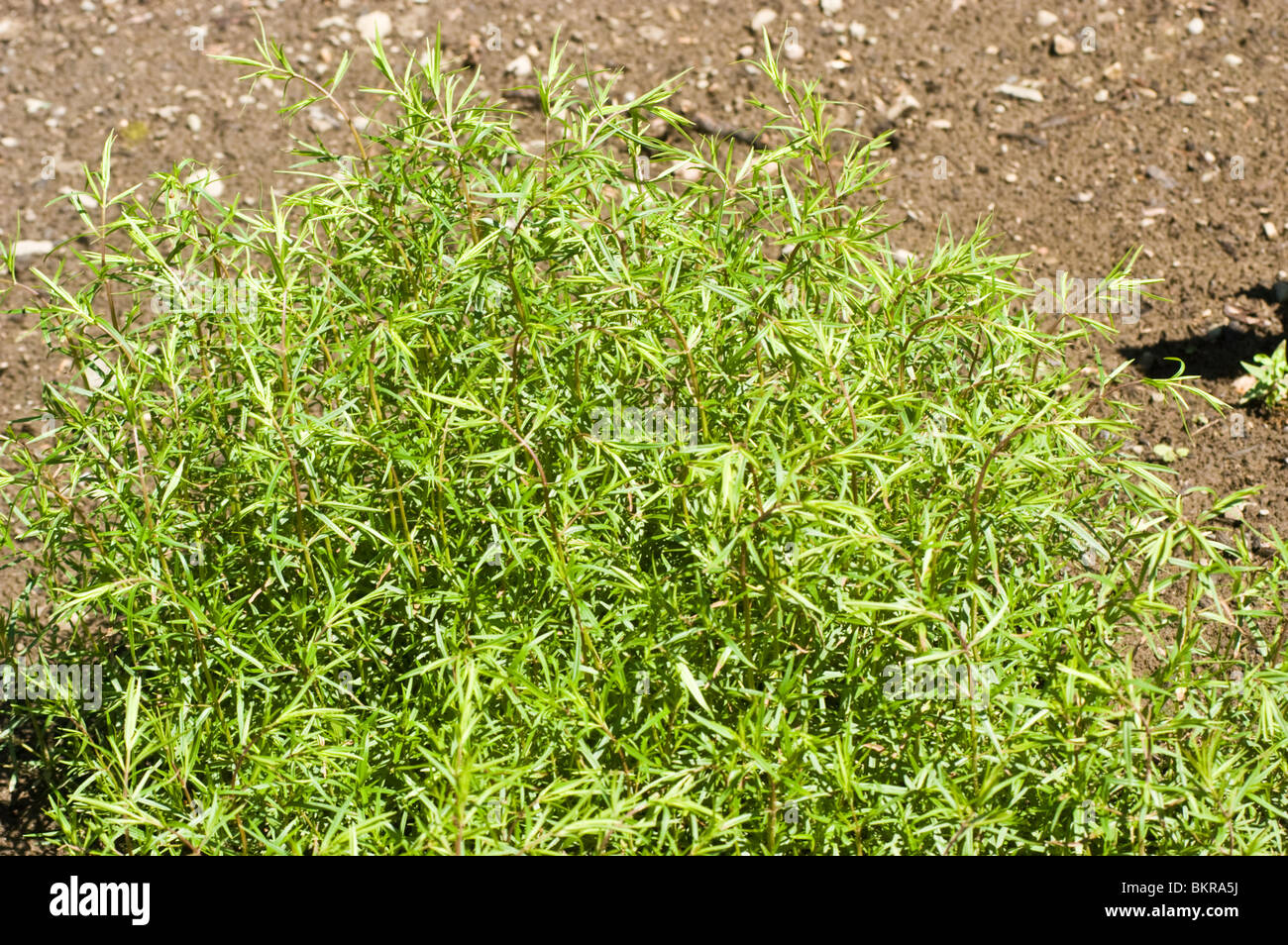 narrowleaf mountainmint, Mountain Mint, little-leaved mountain mint, Pycnanthemum tenuifolium Stock Photo