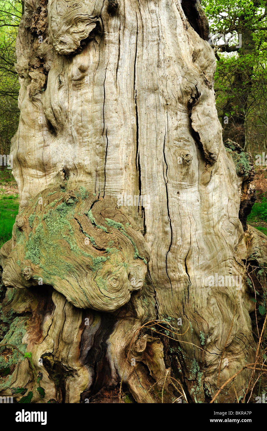 Sherwood Forest Natural Nature Reserve Nottinghamshire England Stock