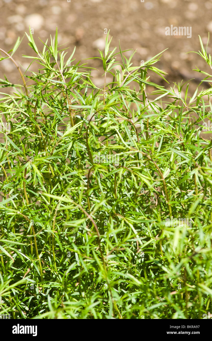 narrowleaf mountainmint, Mountain Mint, little-leaved mountain mint, Pycnanthemum tenuifolium,  Lamiaceae, herb Stock Photo