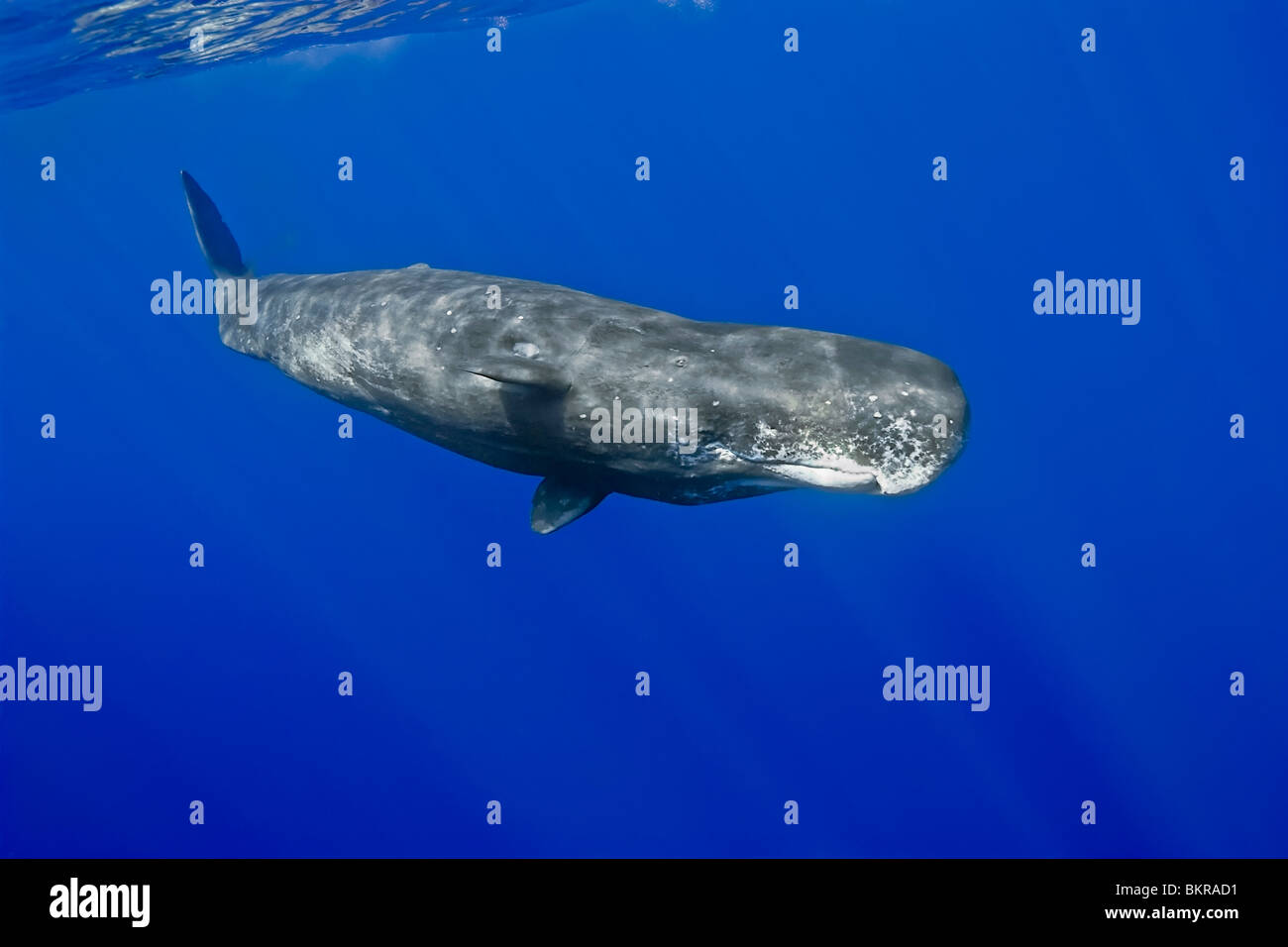 sperm whale, Physeter macrocephalus, Hawaii, USA, Pacific Ocean Stock Photo