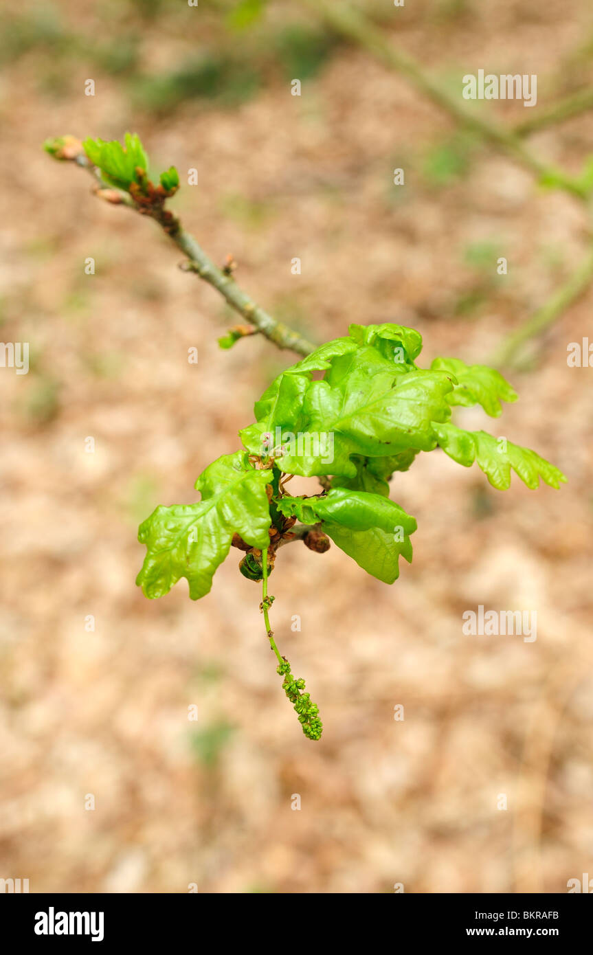 Spring budding oak tree hi-res stock photography and images - Alamy
