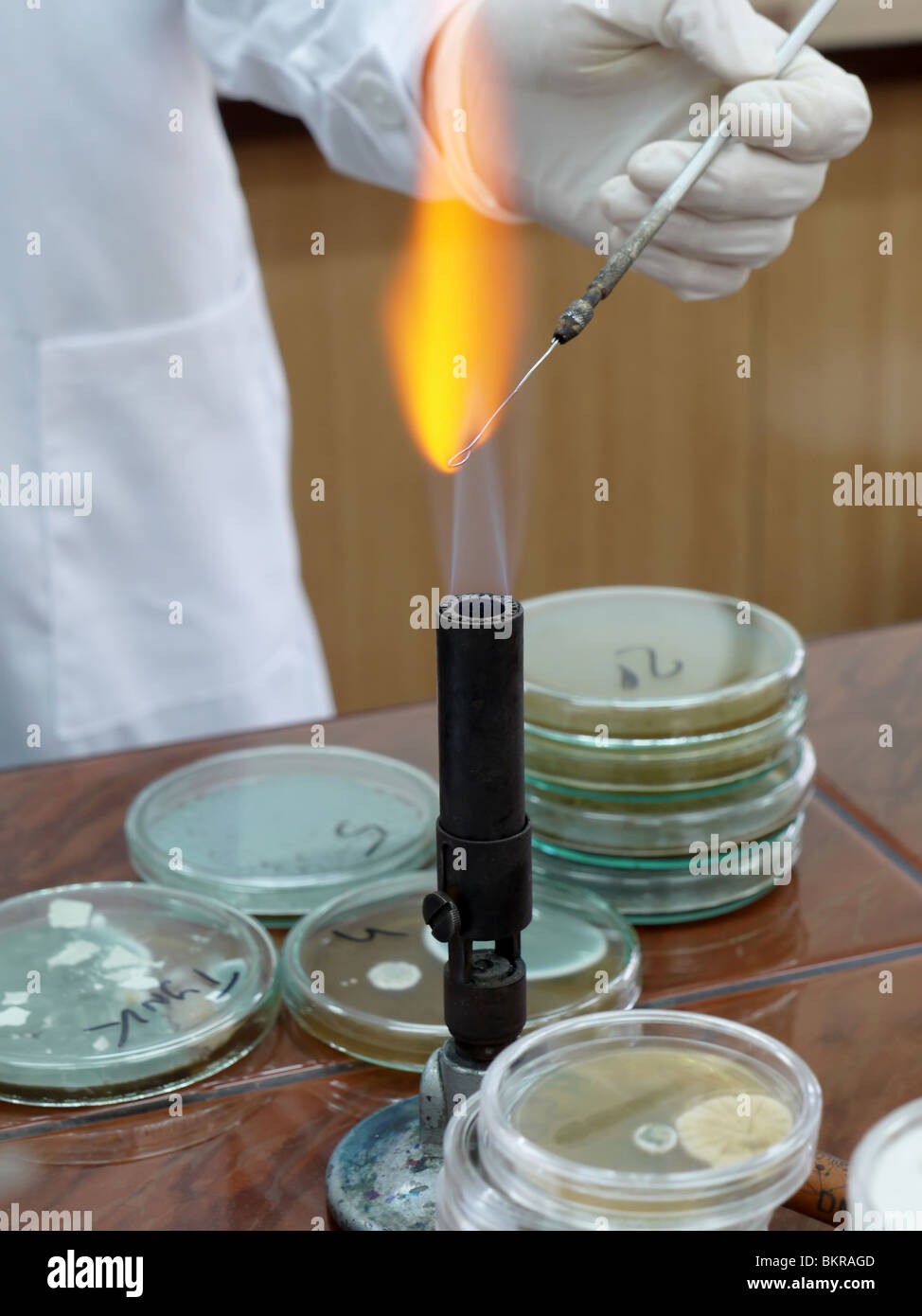 Laboratory technician warming up steel rod in the flame of lab burner