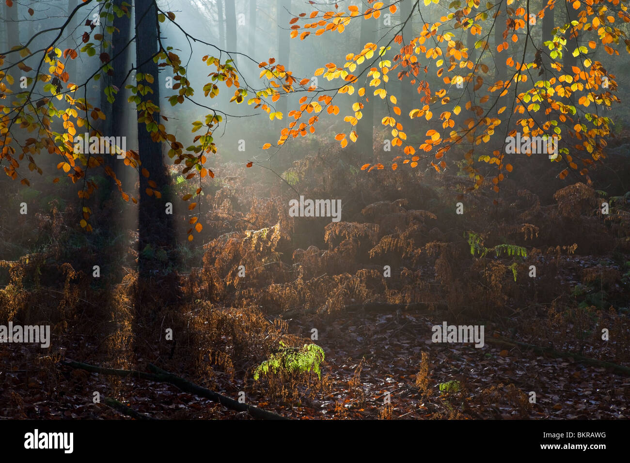Sunlight through trees and ferns in autumn colours in autumn on Cannock Chase an Area of Outstanding Natural Beauty UK Stock Photo