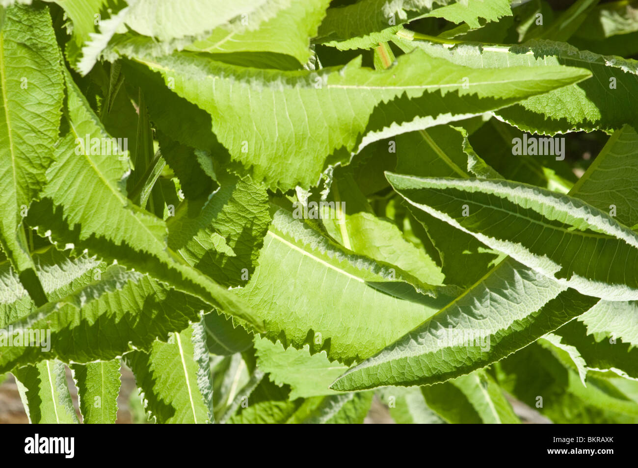 Inula helenium, Elecampane, Asteraceae, Asia, Yellow, flowers, Medicinal plant, elecampane inula , Compositae, Europe, Asia Stock Photo