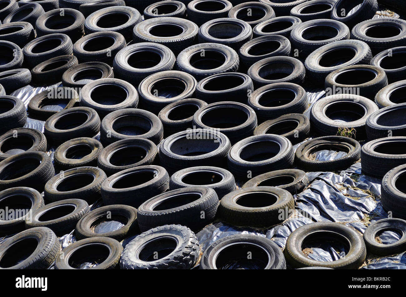 old tyres used on a farm to help protect the winter animal feed from the weather, lancashire, uk Stock Photo
