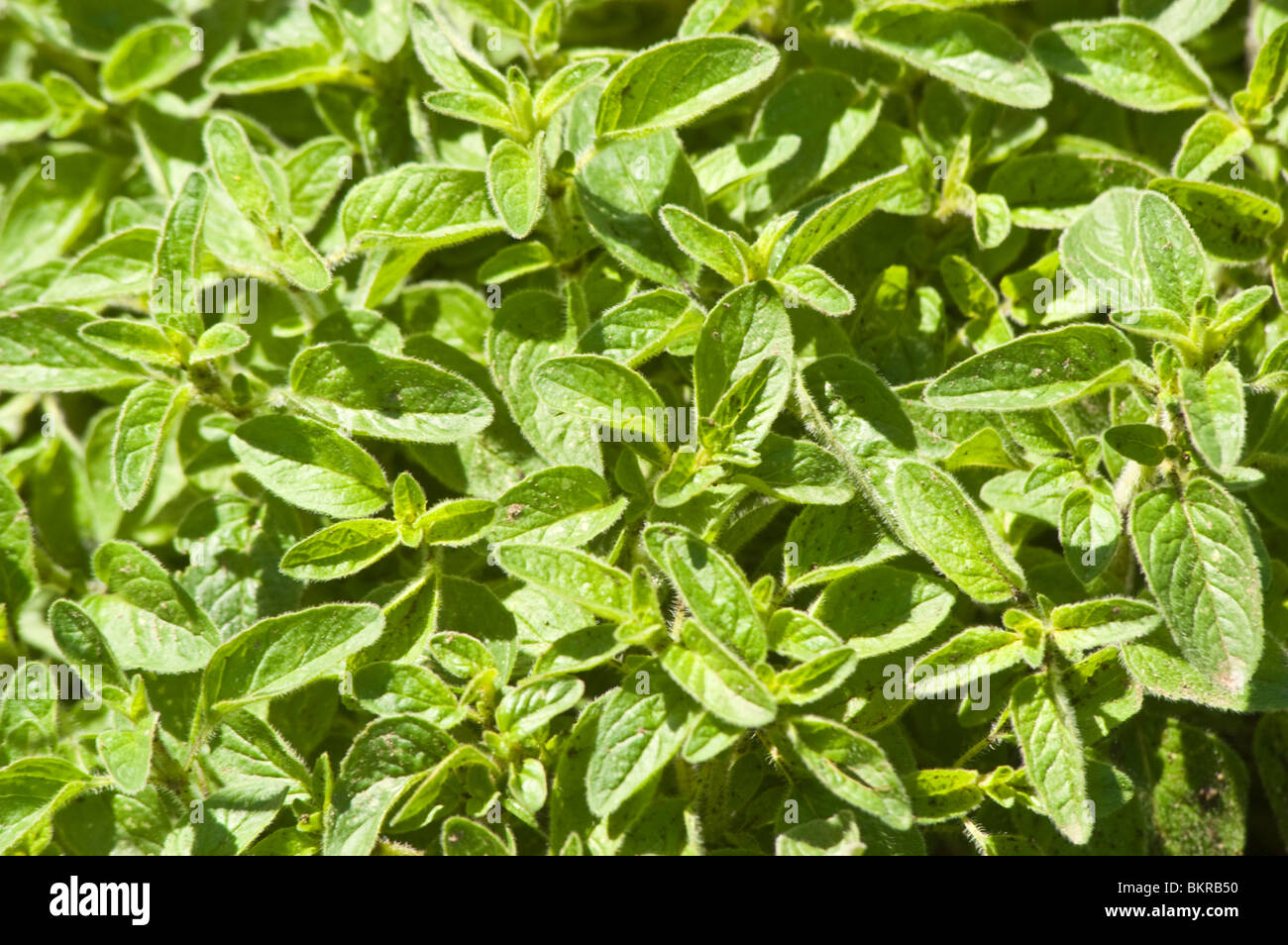 Origanum vulgare, Marjoram, Oregano Lamiaceae, Labiatae lebiodka pospolita Stock Photo