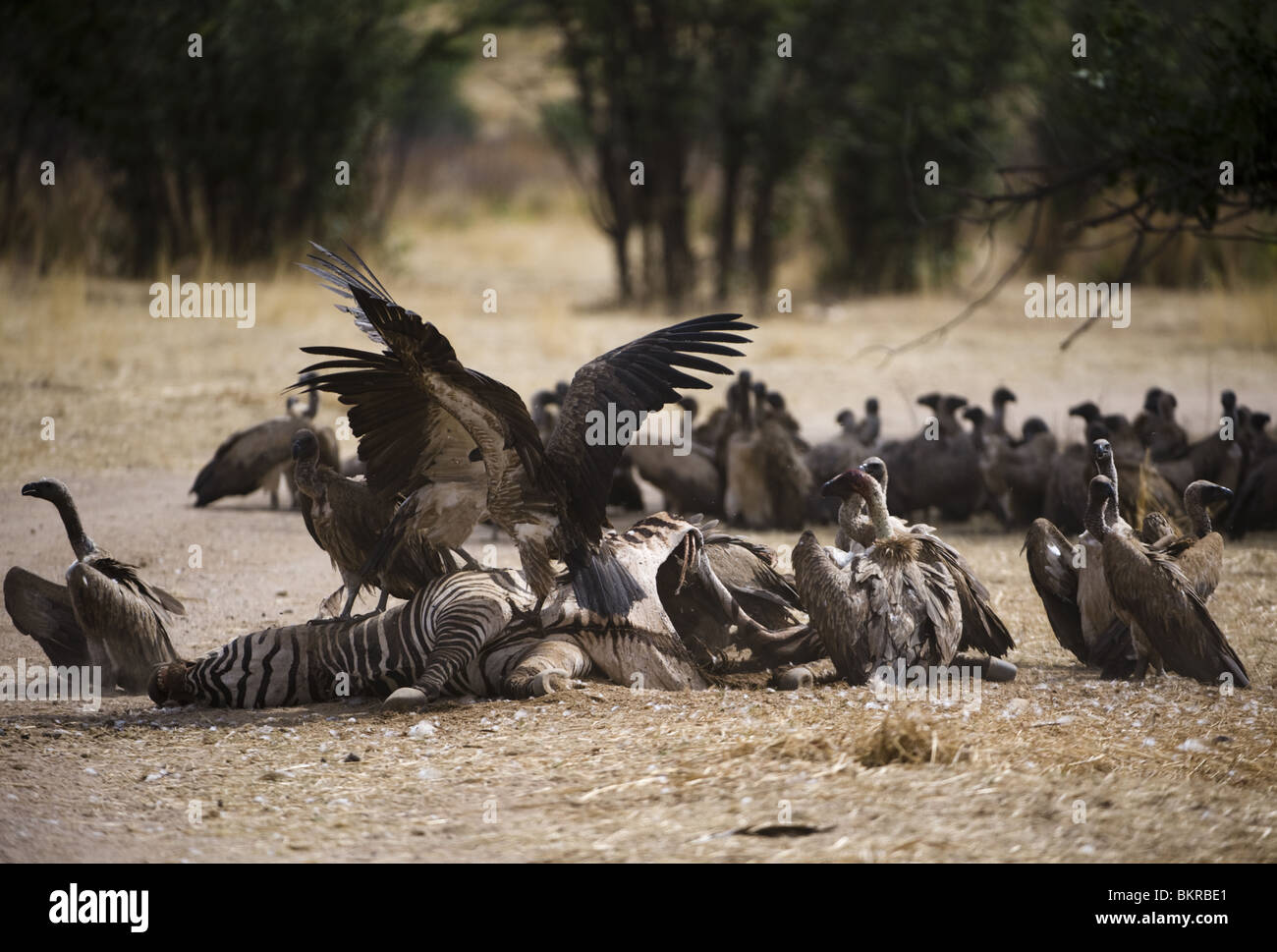 Vultures around a zebra carcass killed by lions the night before, Hobatere, Damaraland, northern Namibia. Stock Photo