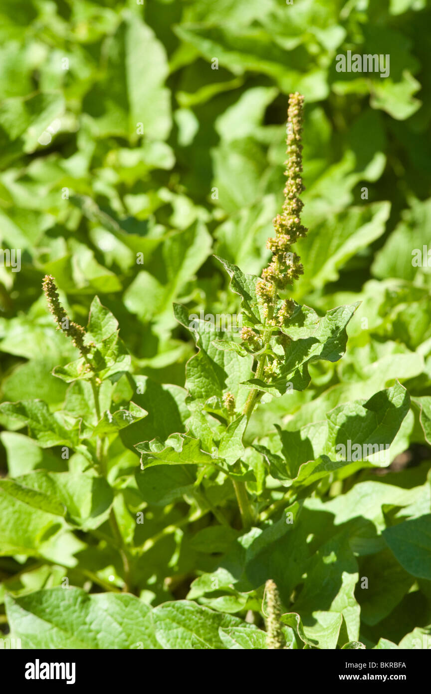 Good King Henry, Poor-man's Asparagus, Perennial Goosefoot, Lincolnshire Spinach, Markery, Chenopodium bonus-henricus Stock Photo