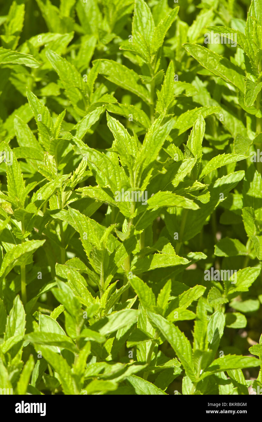 Mentha spicata, Medicinal plant, Spearmint, Lamiaceae, mieta klosowa Stock Photo