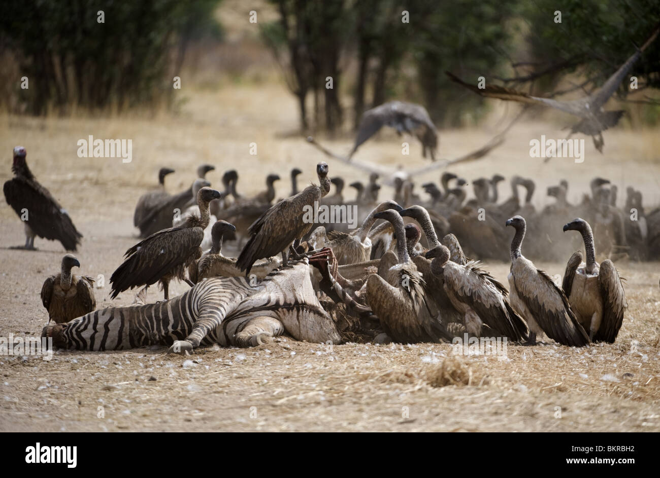 Vultures around a zebra carcass killed by lions the night before, Hobatere, Damaraland, northern Namibia. Stock Photo