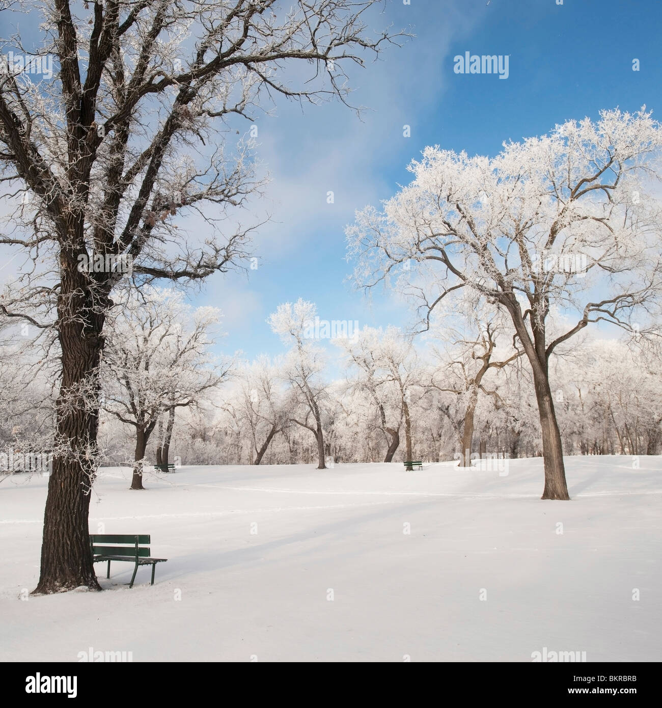 Winnipeg, Manitoba, Canada; Snow On The Ground And Trees In A Park