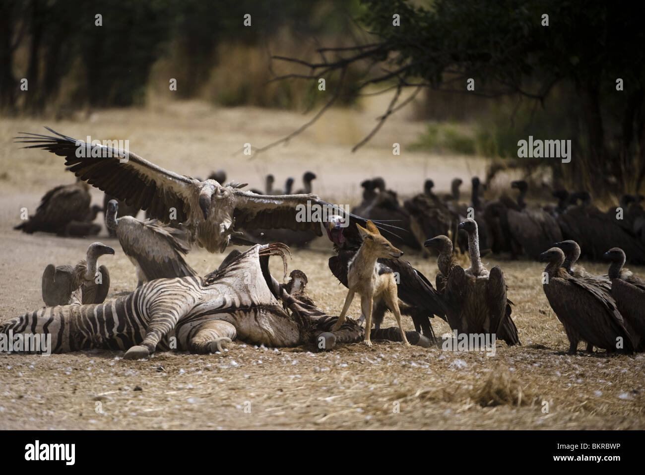 Vultures around a zebra carcass killed by lions the night before, Hobatere, Damaraland, northern Namibia. Stock Photo