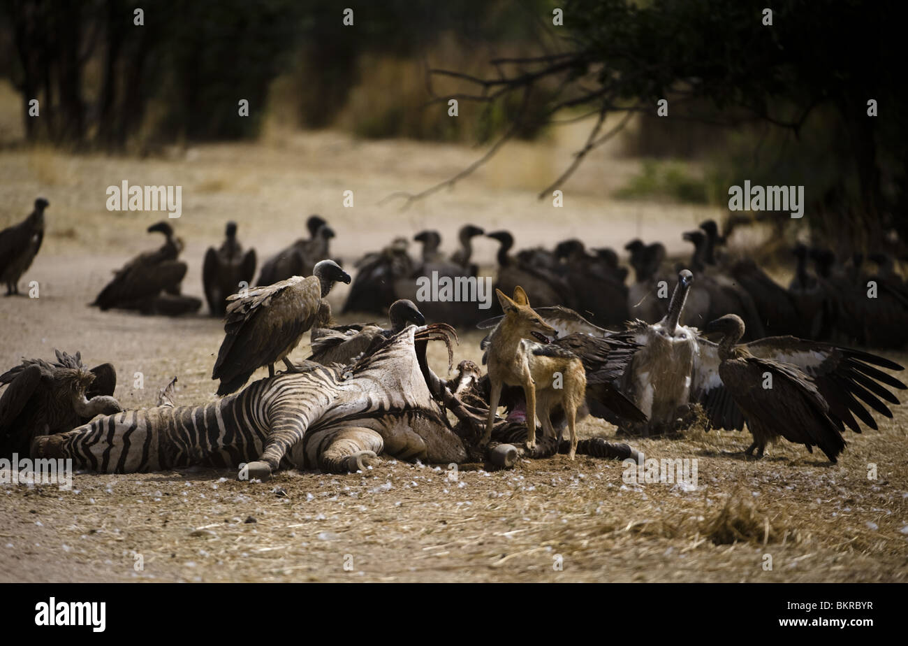 Jackal vulture hi-res stock photography and images - Page 2