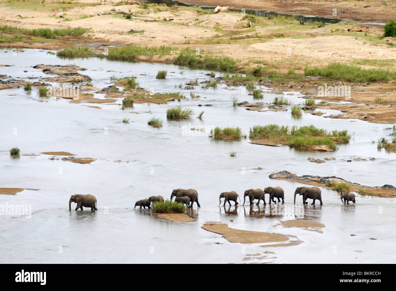 African Elephants in the Olifants River of South Africa Stock Photo