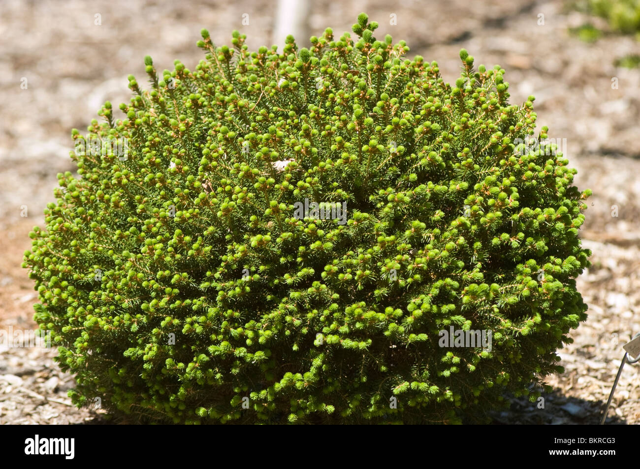 swierk pospolity, Picea abies var Hildberghausen, Pinaceae, Norway Spruce Stock Photo