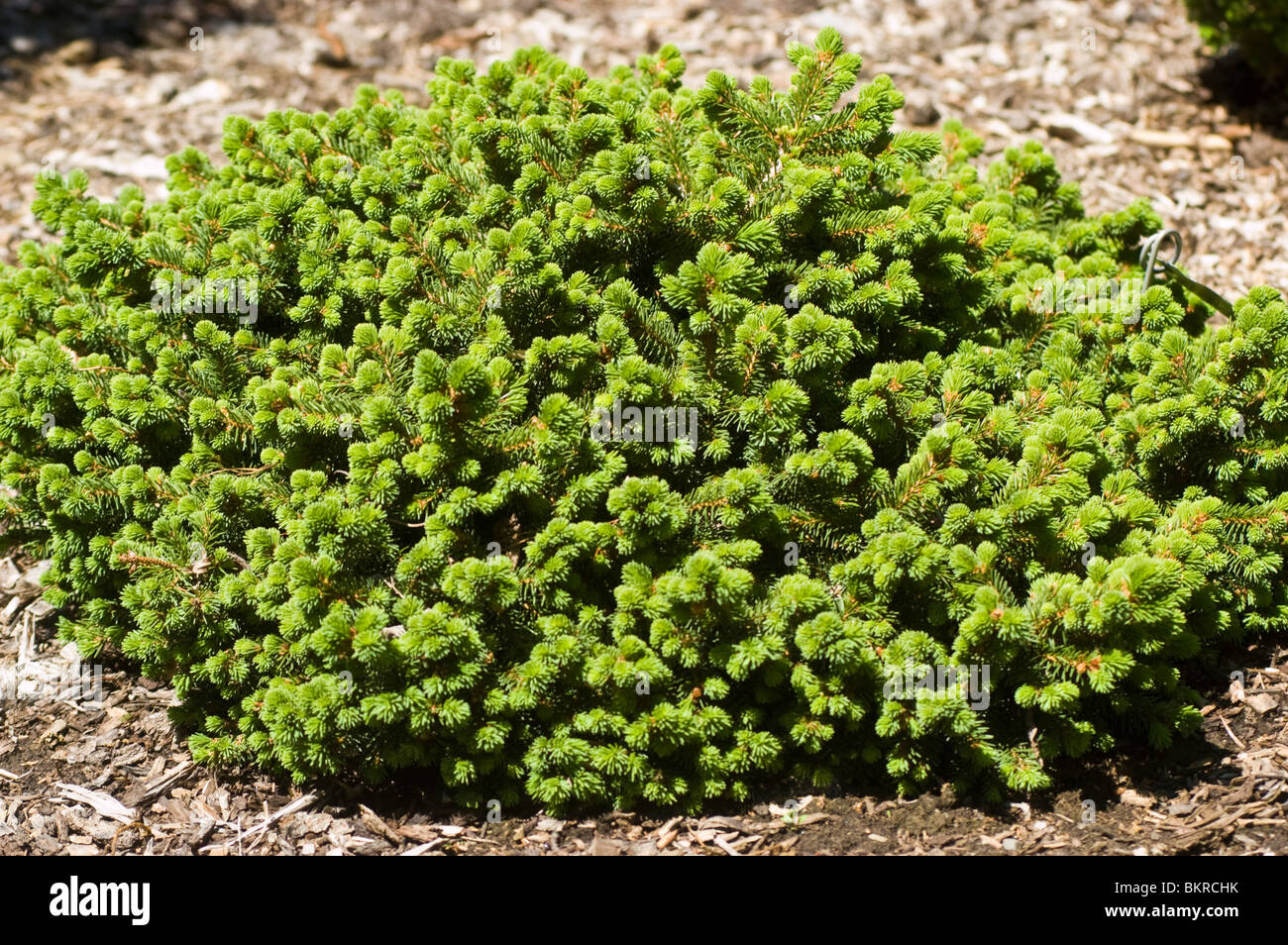 swierk pospolity, Picea abies var Kellerman's Blue, Pinaceae, Dwarf Norway Spruce Stock Photo