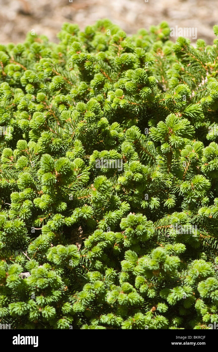 swierk pospolity, Picea abies var Kellerman's Blue, Pinaceae, Dwarf Norway Spruce Stock Photo