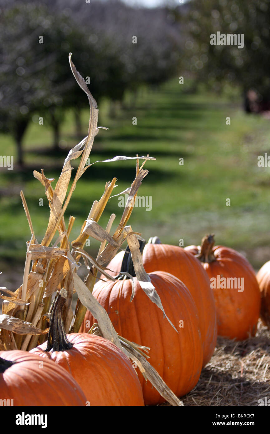 Pumpkins in a row on an Autumn day Stock Photo - Alamy