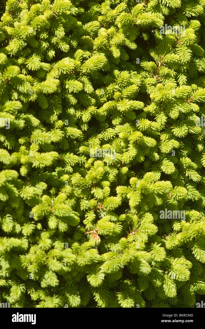 Picea abies var Little Gem, Pinaceae, Dwarf Norway Spruce, swierk pospolity odmiana karlowa Stock Photo