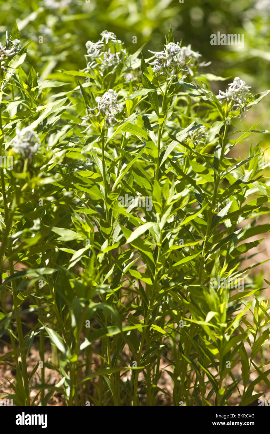 amsonia tabernaemontana, eastern bluestar, Apocynaceae, North America, Flowers, Blue Dogbane, Blue star, Eastern bluestar Stock Photo