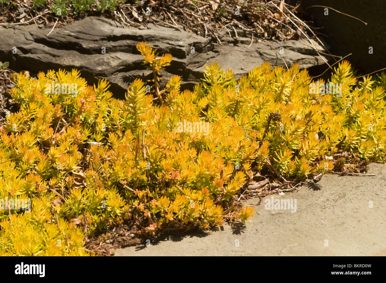 Sedum Rupestre var Angelina, Orange, yellow, Stonecrop, Crassulaceae, rozchodnik skalny Stock Photo