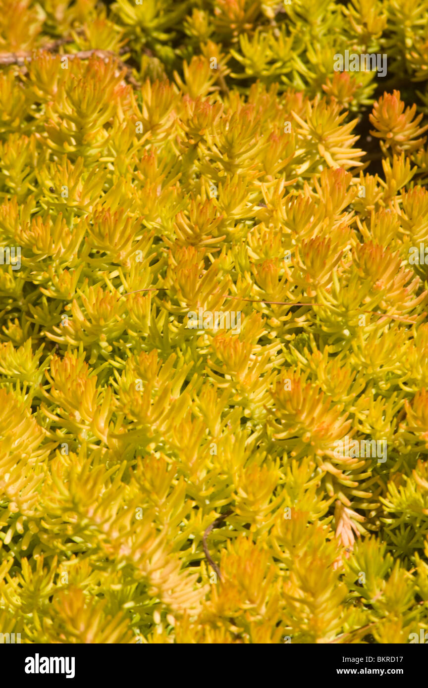 Sedum Rupestre var Angelina, Orange, yellow, Stonecrop, Crassulaceae, rozchodnik skalny Stock Photo