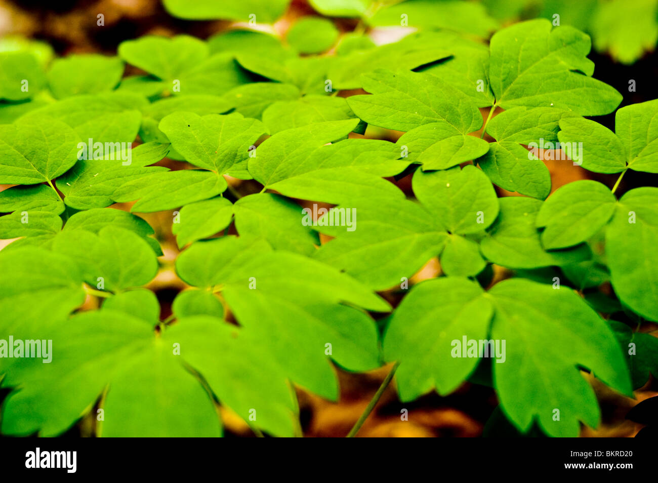 Blue Cohosh, squaw root, papoose root, Caulophyllum thalictroides, medicinal plant, Berberidaceae Stock Photo