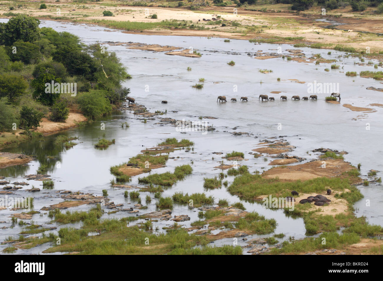 African Elephants in the Olifants River of South Africa Stock Photo
