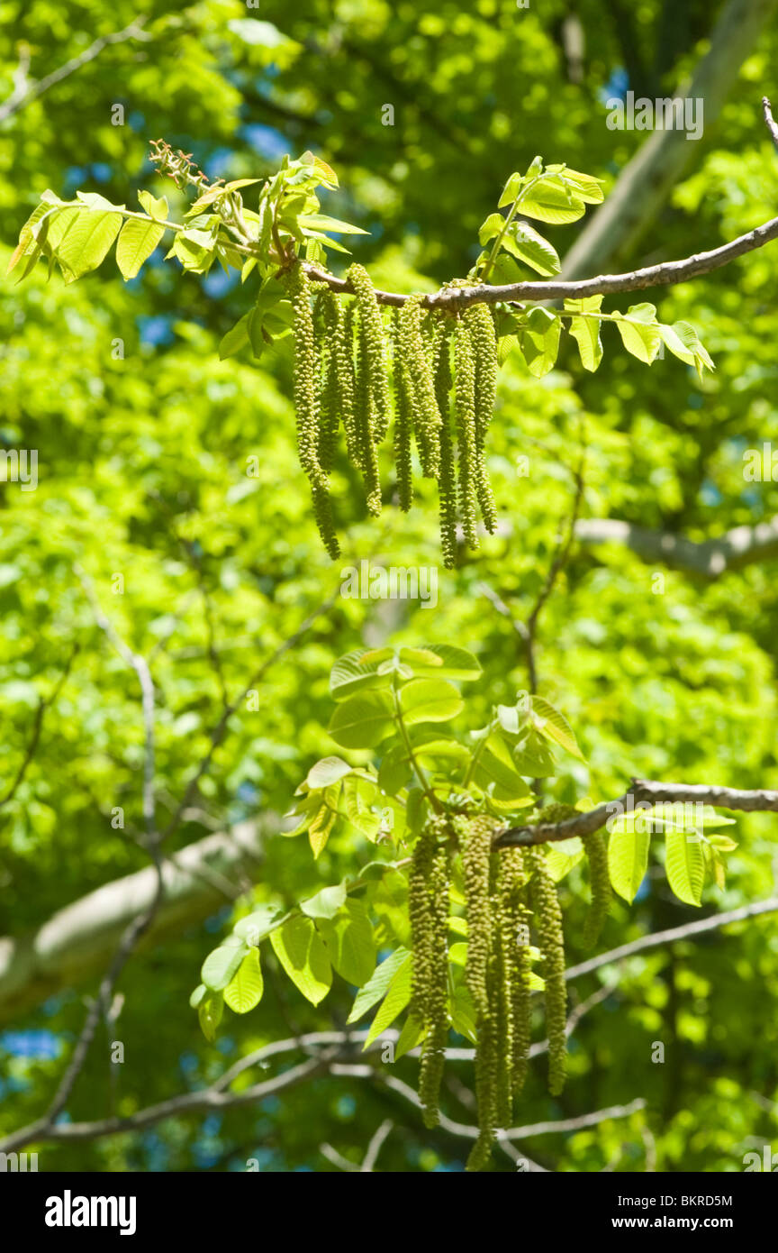 Spring catkins of Japanese Walnut, Heartnut, Juglans ailanthifolia, Juglans ailantifolia var Cordiformis, Japanese Walnut Stock Photo