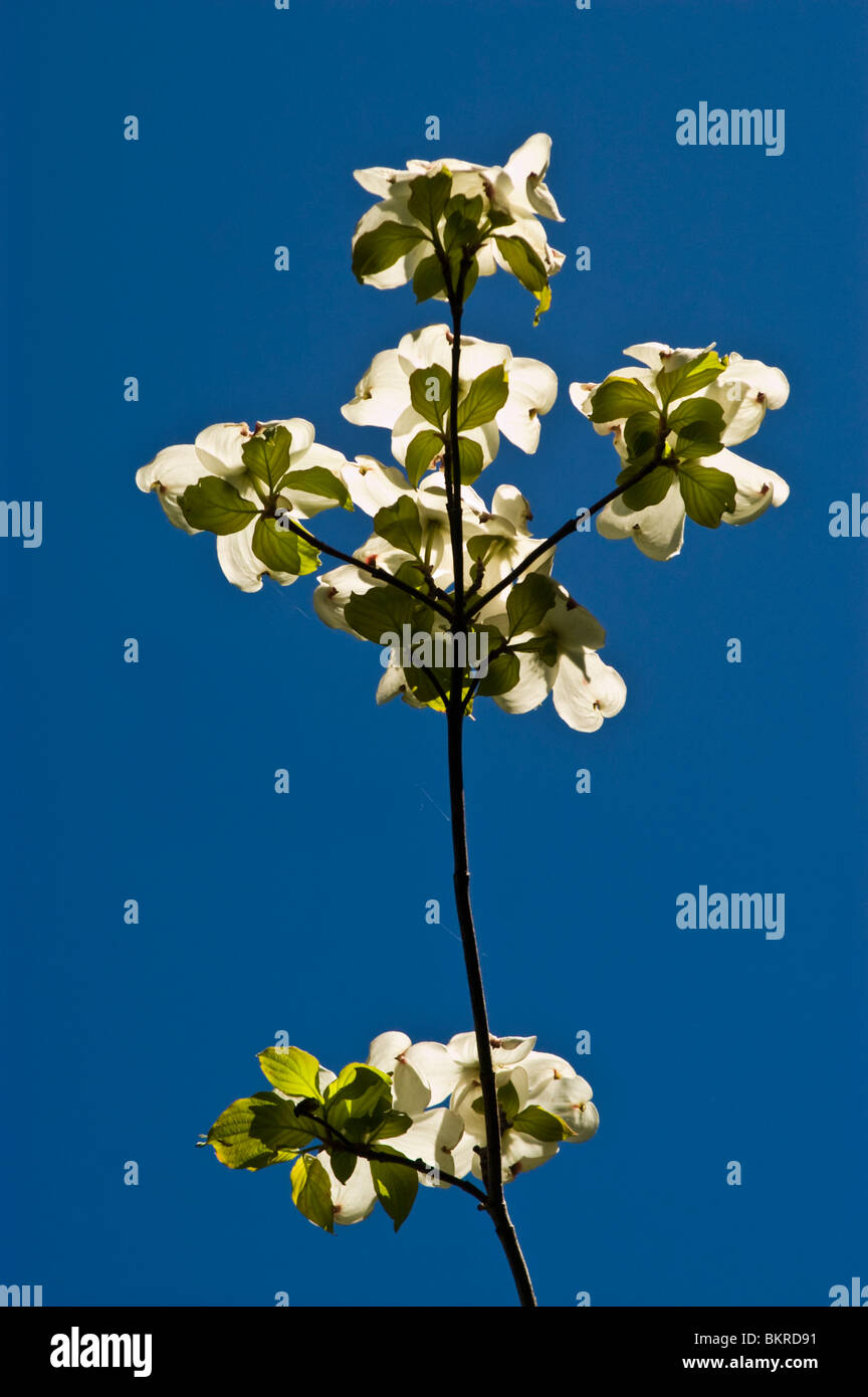 White cherry flowers against deep blue sky Stock Photo