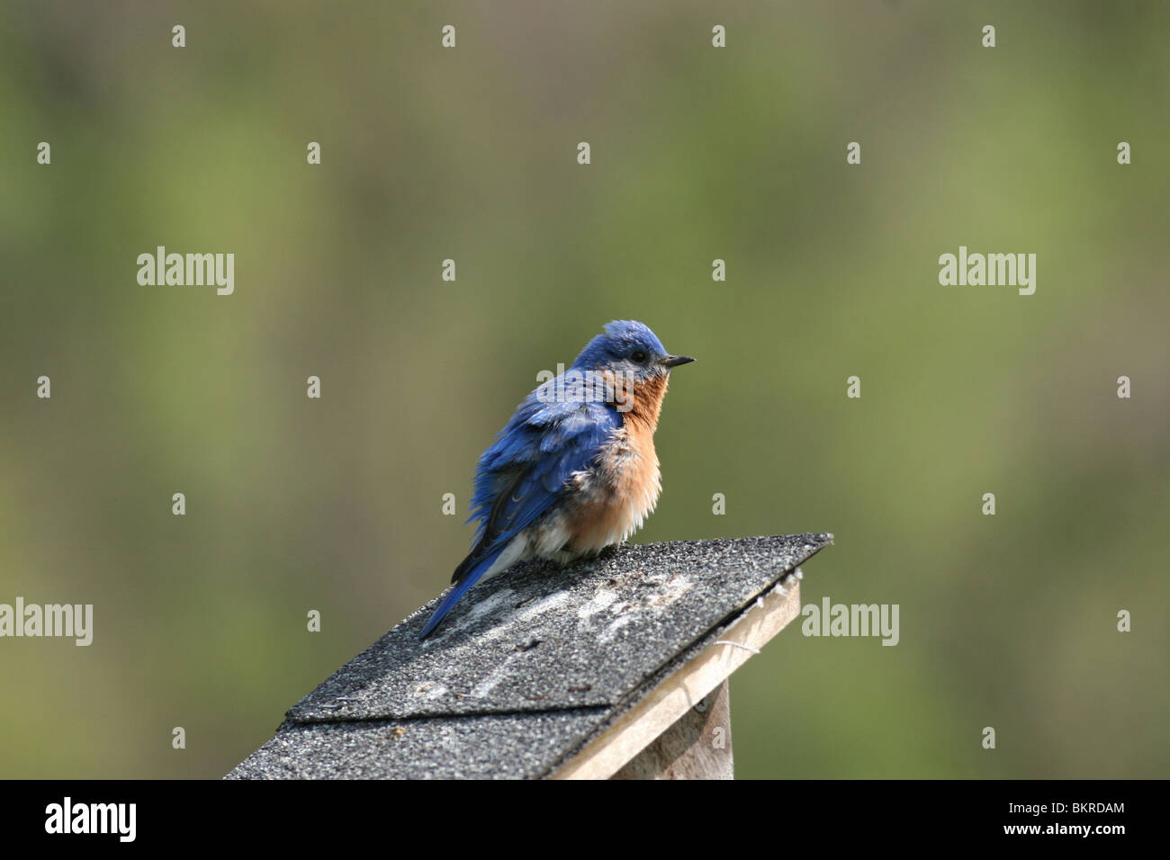 Eastern bluebird sitting on bird house Stock Photo