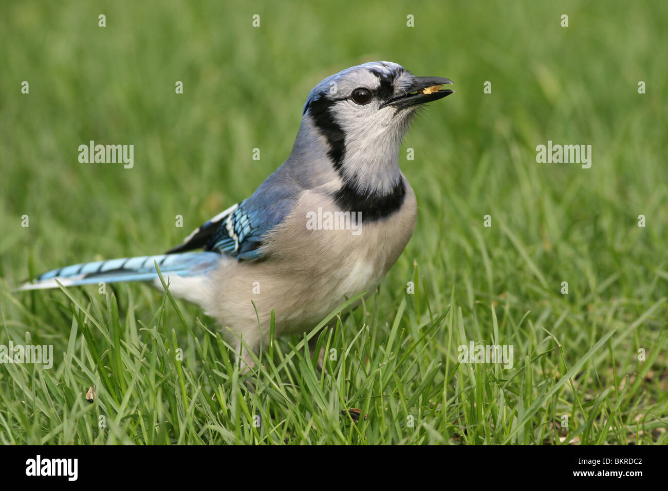 Blue jay eating seed Stock Photo Alamy