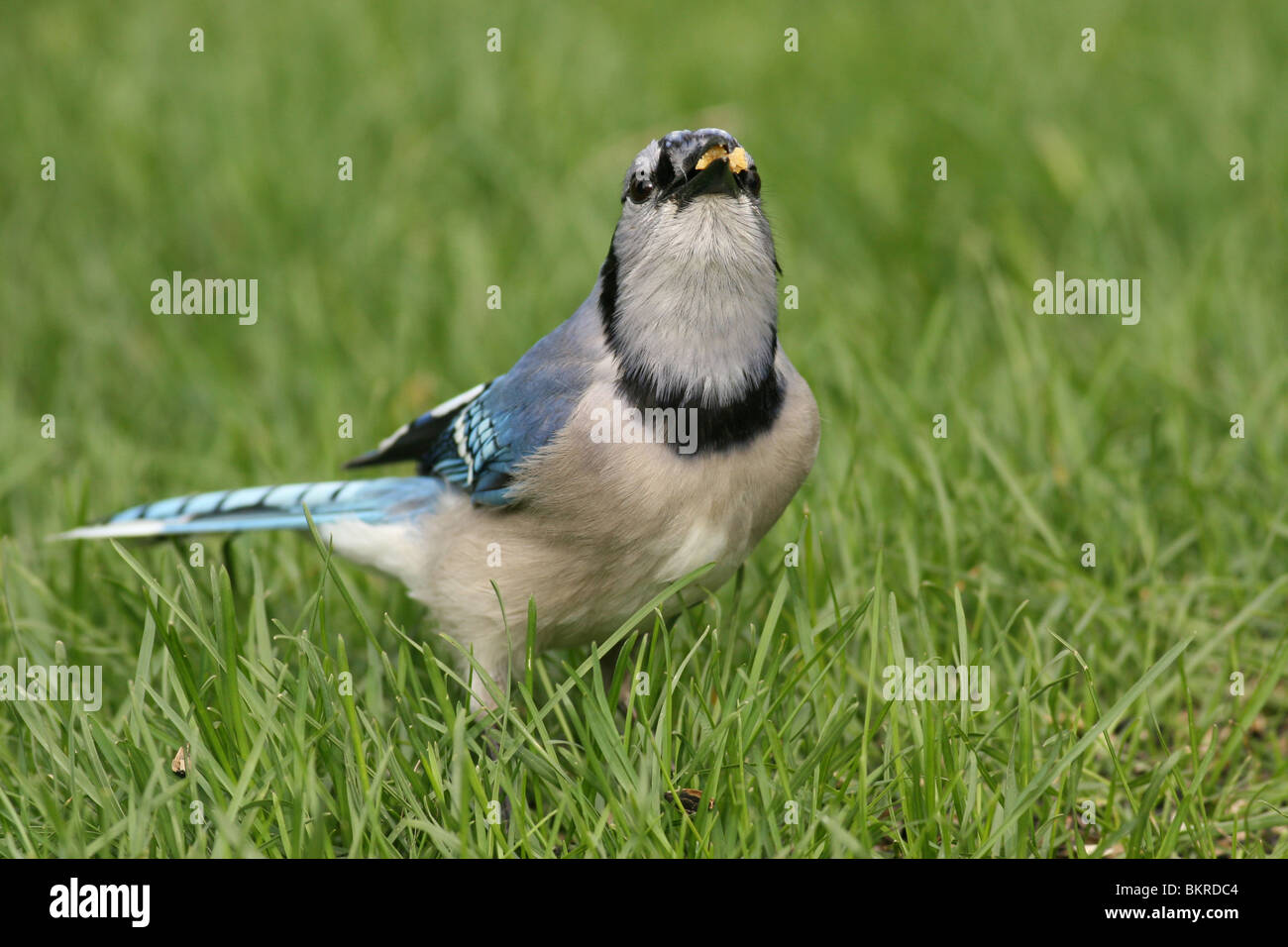 Blue jay eating seed Stock Photo