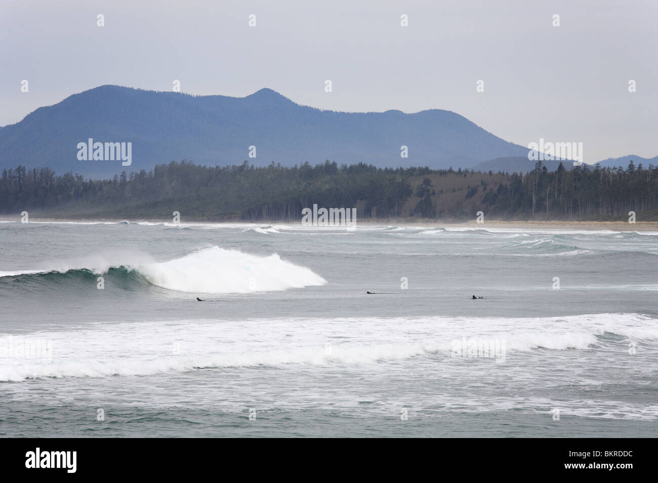 Surfers, Pacific Rim National Park Reserve, Vancouver Island, British Columbia Stock Photo