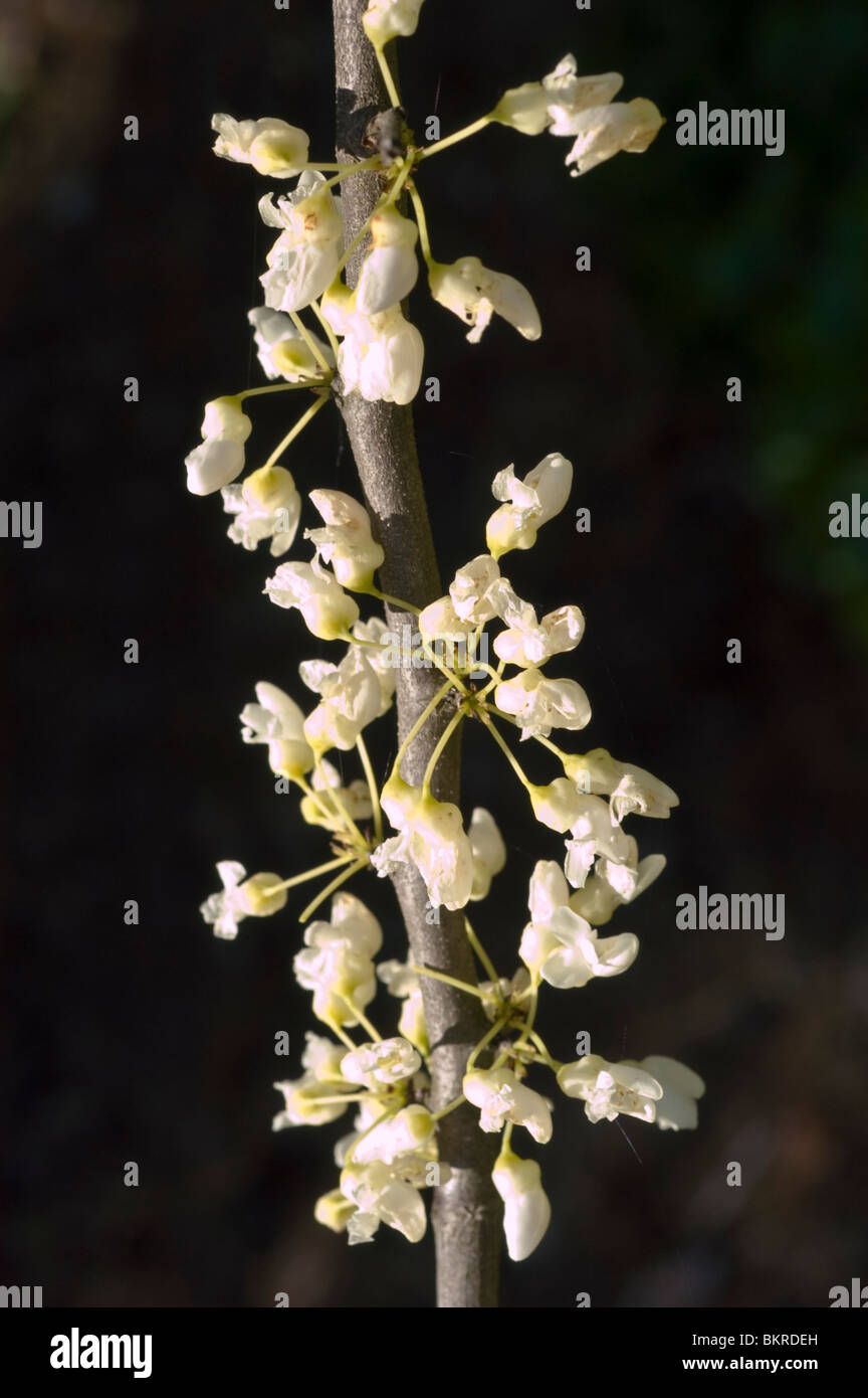 Cercis canadensis alba, spring, white, flowers, Eastern redbud white , Cercis canadensis, Canada, America, USA, judaszowiec Stock Photo