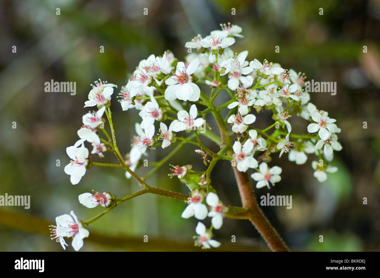 Darmera peltata, Small, white, pink, flowers, Indian Rhubarb, Umbrella Plant, Saxifragaceae, North America, USA, tarczownica dar Stock Photo
