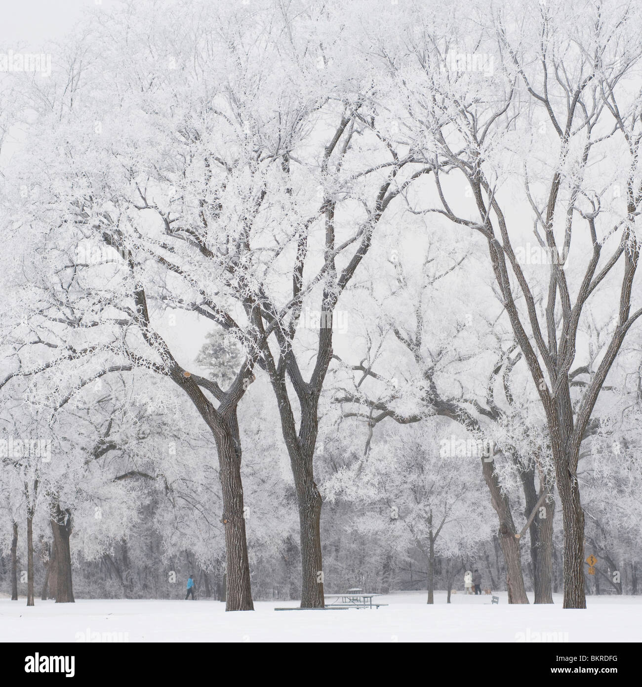 Winnipeg, Manitoba, Canada; Trees Covered In Snow Stock Photo Alamy