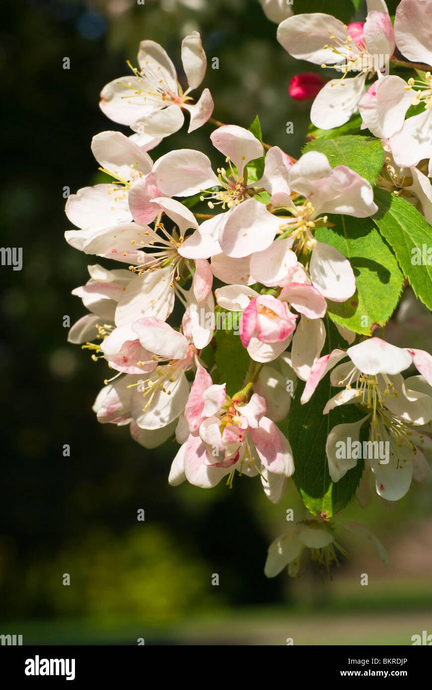 Crab apple blossom Stock Photo Alamy