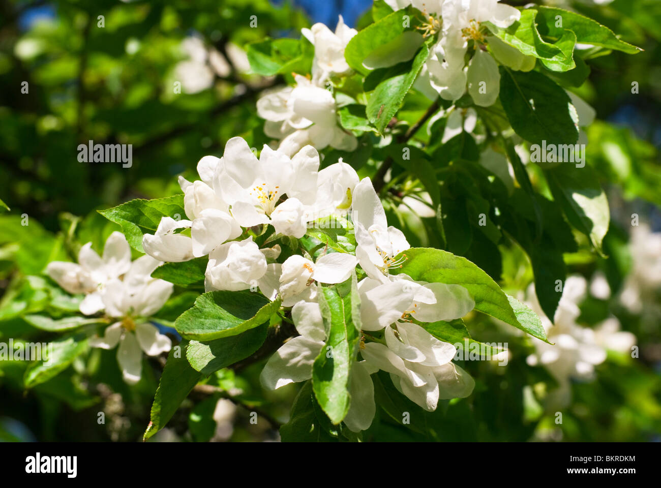 White Crab apple blossom photographed in the grounds of the Crighton ...