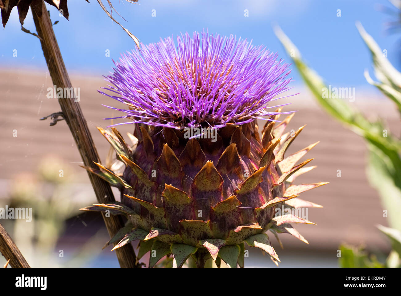 Globe Artichoke flower Stock Photo Alamy