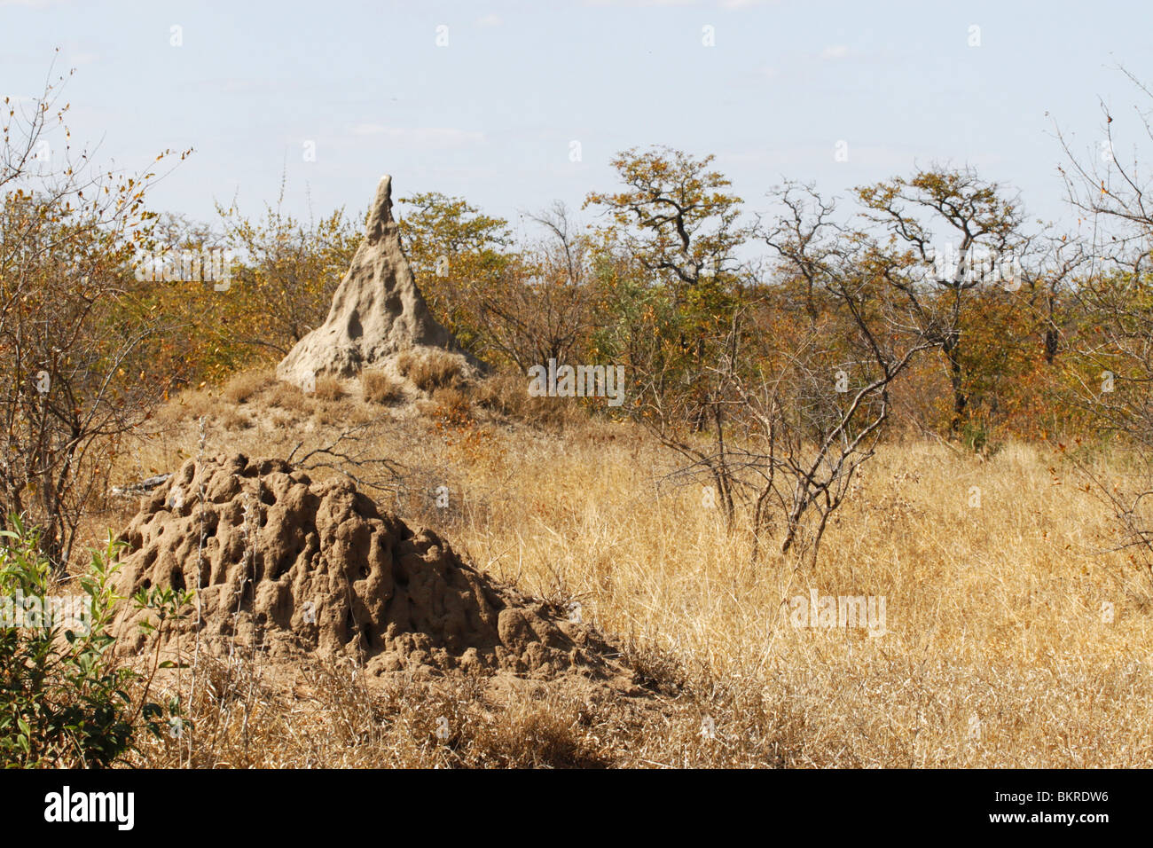 termite mound, south africa Stock Photo