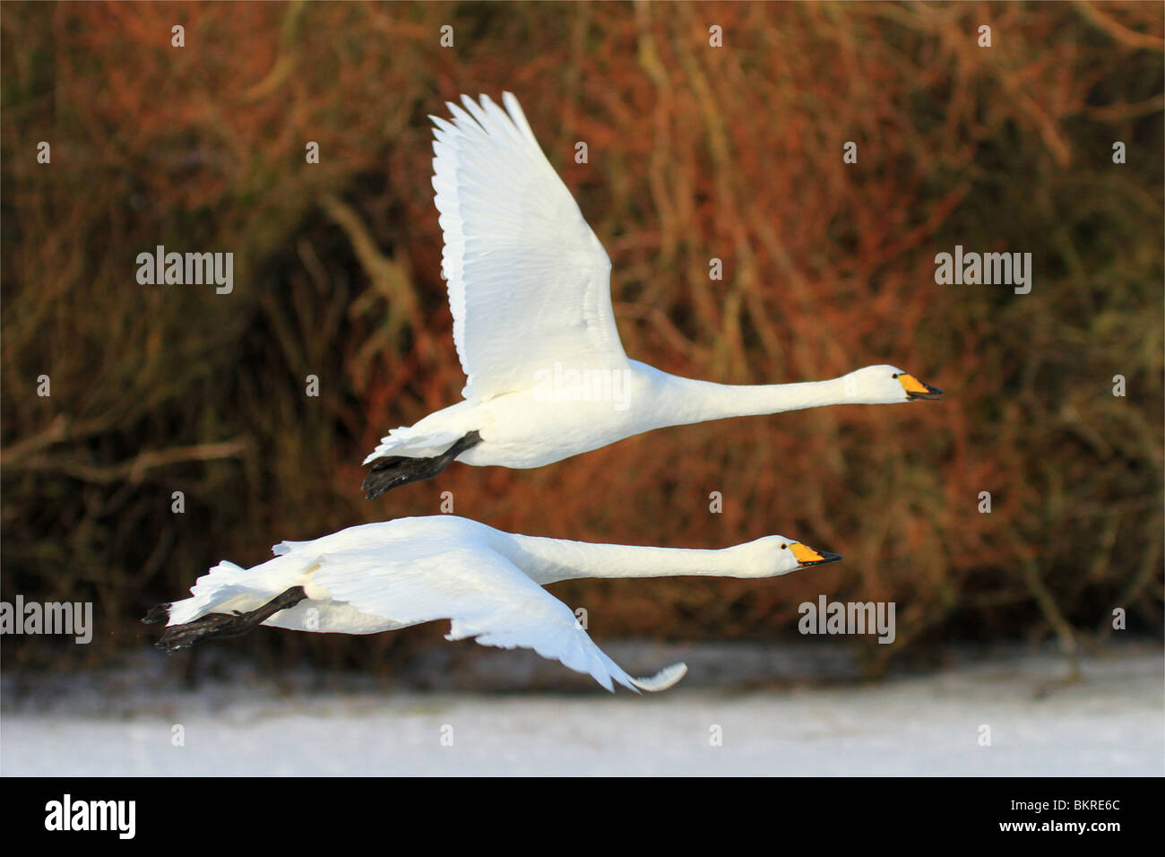 two whooper swans in flight at the Wildfowl and Wetland Trust Reserve at Caerlaverock in South West Scotland, UK. Stock Photo
