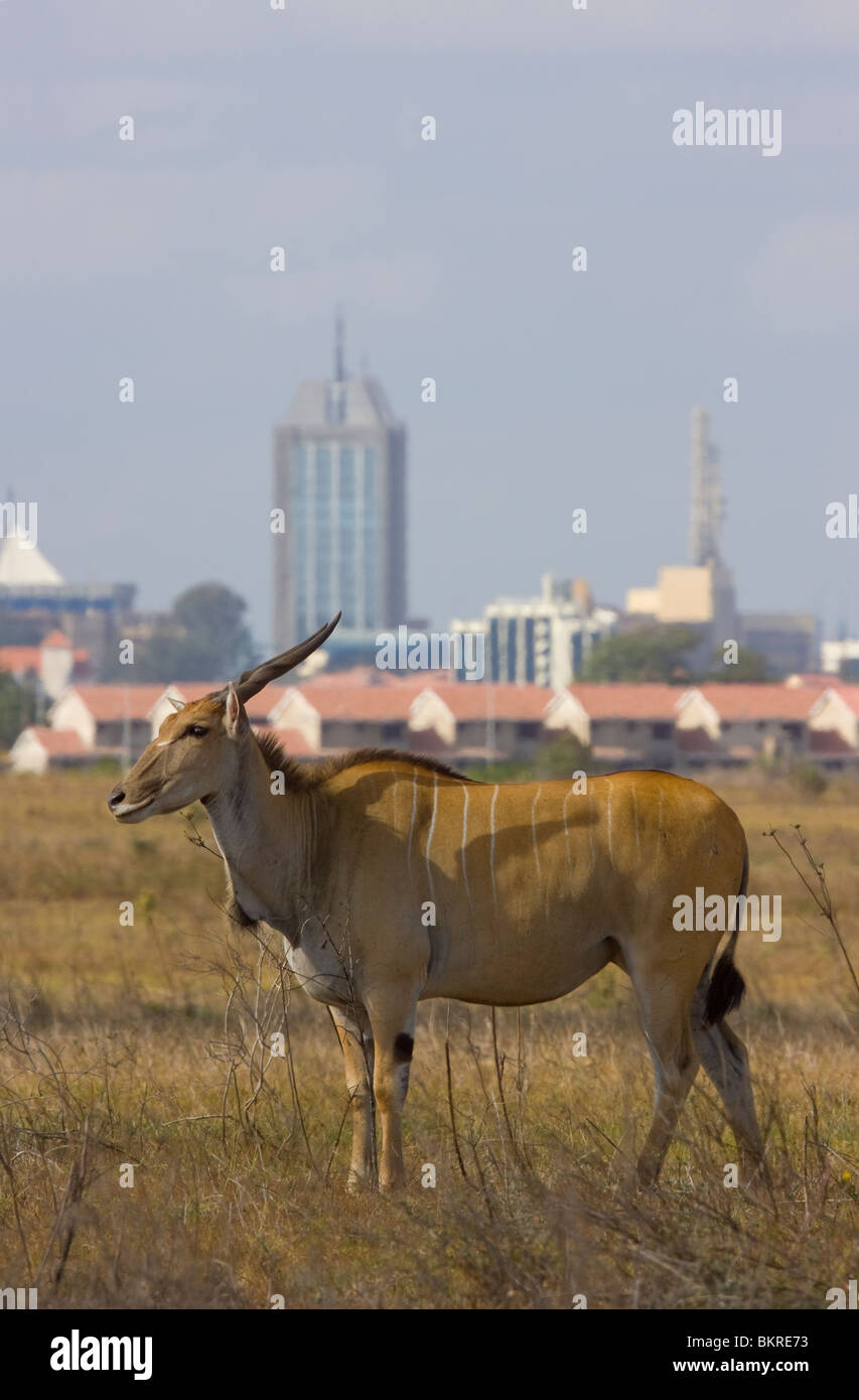 ELAND (Taurotragus oryx) with Nairobi city in background, Nairobi National Park, Kenya Stock Photo