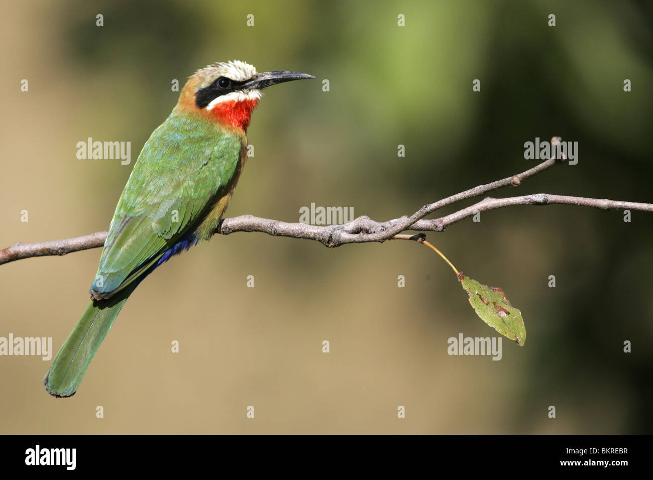 White Fronted bee Eater, South Africa Stock Photo