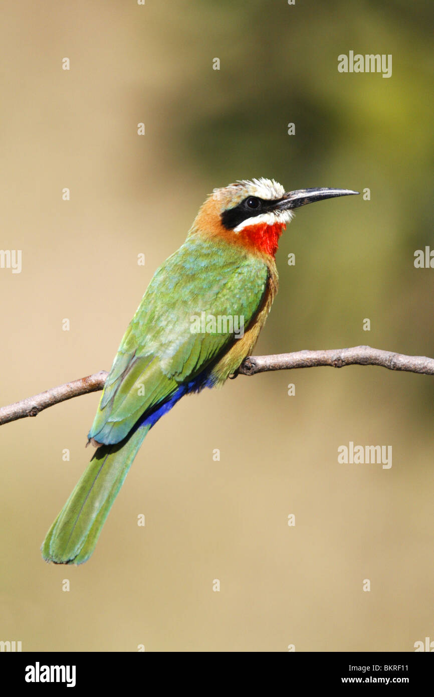 White Fronted bee Eater, South Africa Stock Photo