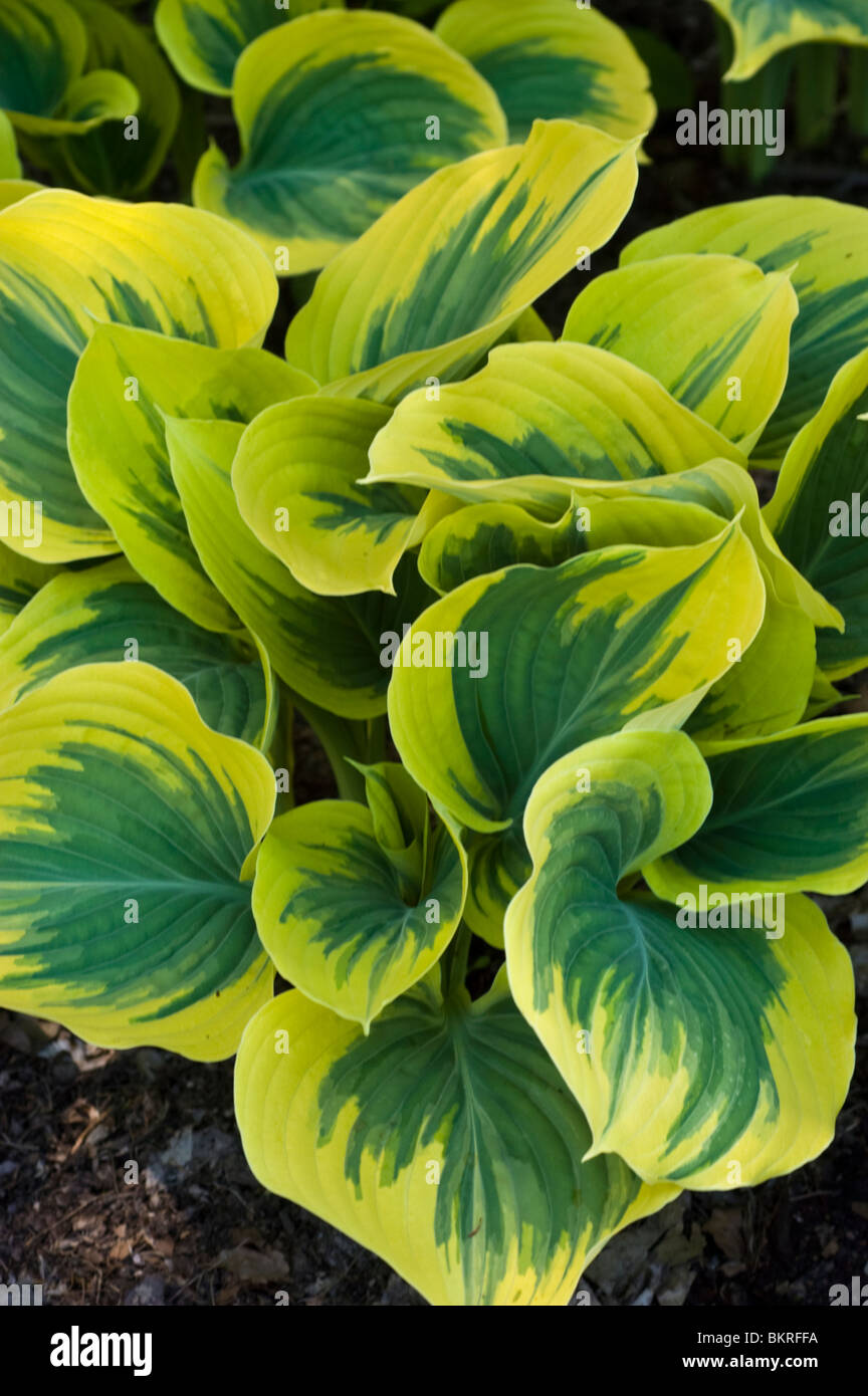 Yellow green leaves of Hosta Wide Brim, Hostaceae, Plantain Lily Stock Photo