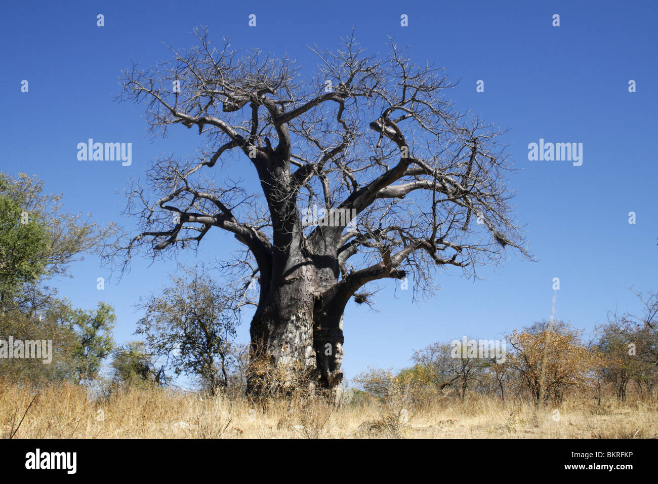 baobab tree, kruger, park, south africa Stock Photo - Alamy