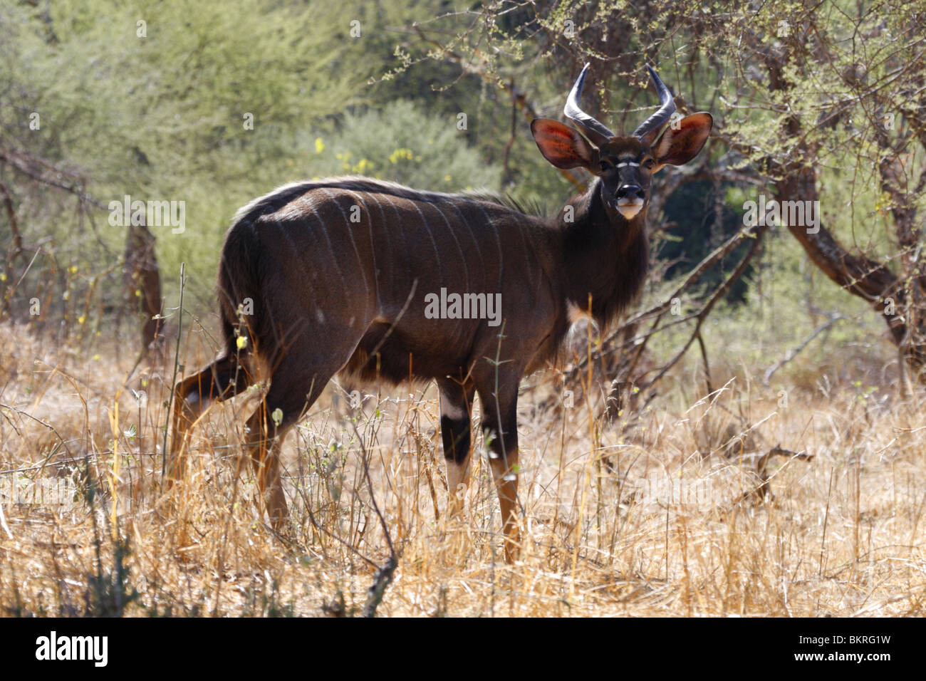 Male Nyala antelope Stock Photo