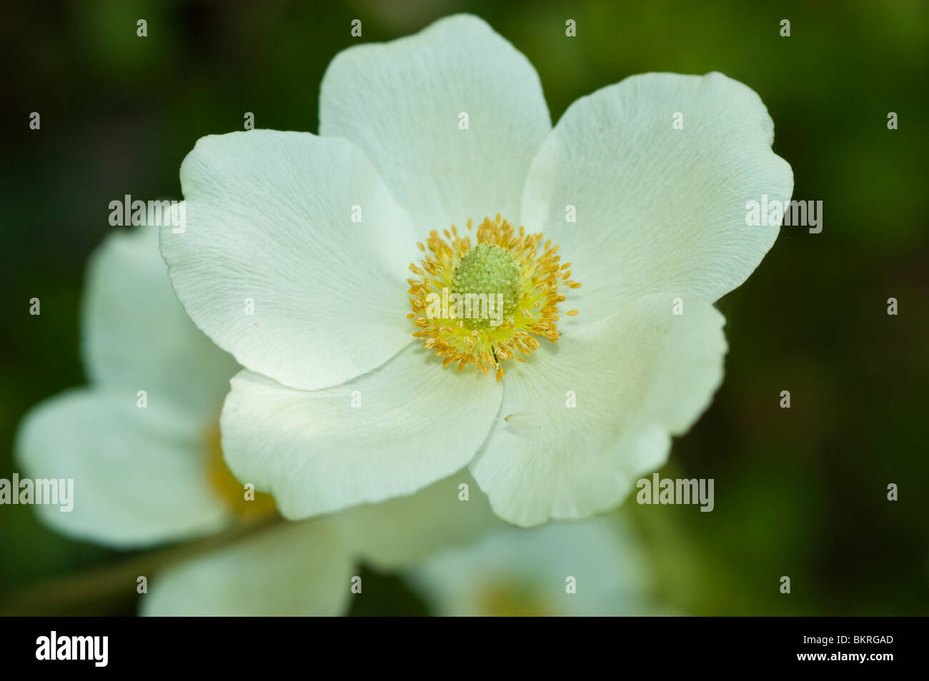 Anemone sylvestris, Yellow white flowers, Common wood anemone, Woodland drifts, wildflowers , Ranunculaceae, spring Stock Photo